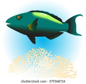 Bicolour parrotfish, female. Vector illustration.