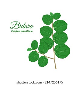 Bidara leaf or Ziziphus mauritiana, isolated on white background. vector illustration.
