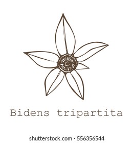 Bidens. Brown on a white background. Suitable for packing, Wallpaper, printing, cosmetics, Soaps. Vector illustration