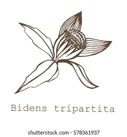 Bidens. Brown on a white background. Suitable for packing, Wallpaper, printing, cosmetics, Soaps. Vector illustration