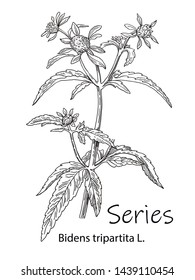 Bidens plant. Beggarticks. Medicinal herb greater celandine, flowers with leaves. Vector illustration