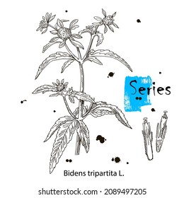 Bidens-Pflanze. Fang an. Heilkräuter, größere Celandine, Blumen mit Blättern. Vektorgrafik