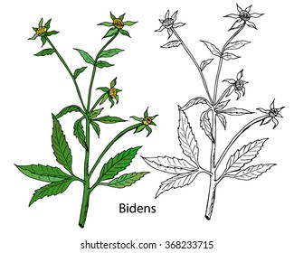 Bidens plant. Beggarticks. Medicinal herb greater celandine, flowers with leaves. Vector illustration