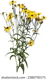 Bidens trichosperma (Crowned Beggarticks) Native North American Wildblume Plant 