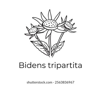 bidens tripartita doodle hand drawn icon. Outline drawing plant organic natural cosmetic ingredient line bidens tripartita clipart symbol . Vector illustration