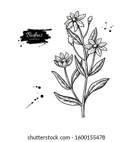 Bidens vector drawing. Isolated apache beggarticks. Medical plant with flowers and leaves. Herbal engraved style illustration. Detailed botanical sketch.