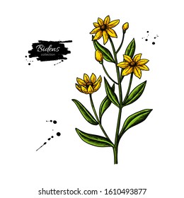 Bidens vector drawing. Isolated apache beggarticks. Medical plant with flowers and leaves. Herbal illustration. Detailed botanical sketch.