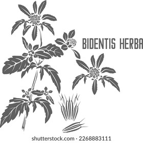 Silueta vectorial del tallo de Bidentis herba. Esquema herbario medicinal de Bidentis herba. Silhouette Flaveria bidentis para productos farmacéuticos y cocoque. Un conjunto de contornos vegetales de Bidentis.