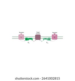 Bidirectional Regulation of Adenylyl Cyclase by Gs and Gi Proteins via GPCR Signaling: Opposing Receptor-Mediated Effects on Enzyme Activity