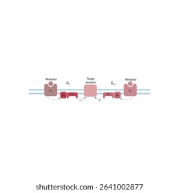 Bidirectional Regulation of Adenylyl Cyclase by Gs and Gi Proteins via GPCR Signaling: Opposing Receptor-Mediated Effects on Enzyme Activity
