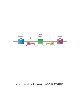 Bidirectional Regulation of Adenylyl Cyclase by Gs and Gi Proteins via GPCR Signaling: Opposing Receptor-Mediated Effects on Enzyme Activity