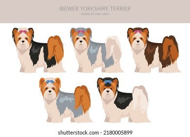 Biewer Yorkshire Terrier clipart. Different poses, coat colors set.  Vector illustration