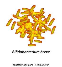 bifidobacteria. Bifidobacterium breve. Probiotic, lactobacillus, bifidobacterium, probiotic, prebiotic. Infographics. Vector illustration on isolated background.