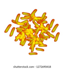 bifidobacteria. Bifidobacterium breve. Probiotic, lactobacillus, bifidobacterium, probiotic, prebiotic. Infographics. Vector illustration on isolated background.