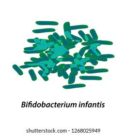 bifidobacteria. Bifidobacterium infantis. Probiotic, lactobacillus, bifidobacterium, probiotic, prebiotic. Infographics. Vector illustration on isolated background.