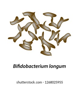 bifidobacteria. Bifidobacterium longum. Probiotic, lactobacillus, bifidobacterium, probiotic, prebiotic. Infographics. Vector illustration on isolated background.