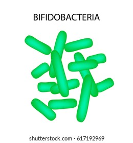 Bifidobacterium. Infographics. Vector illustration on isolated background