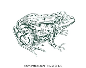 Big adult frog drawn in vintage style. Detailed etching toad with bulging eyes. Engraving amphibian aquatic swamp animal. Handdrawn vector illustration isolated on white background
