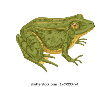 Big adult frog. Realistic green toad with bulging eyes. Amphibian aquatic animal drawn in detailed vintage style. Colored vector illustration isolated on white background