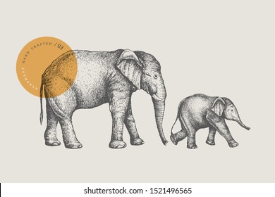 Big African elephant and small baby elephant, drawn by graphic lines on a light background. Animals of Africa and Asia. Natural objects. Old engravings. Vector illustration.