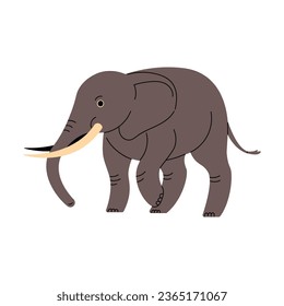 Big animal with long trunk and tusks. Endangered mammal walking, african or indian elephant standing. Wild beast in savannah. Friendly fauna flat isolated vector illustration on white background