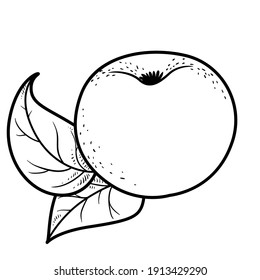 Big apple with leaf linear drawing on white background