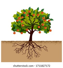 Big Apple Tree With Fruits And Roots. Vector Illustration Isolated On White Background