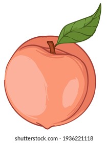 Big apricot or peach with leaf, juicy product grown in farm. Isolated icon of organic ingredient in market or shop with food. Nutrition and healthy eating, dieting and consuming. Vector in flat style