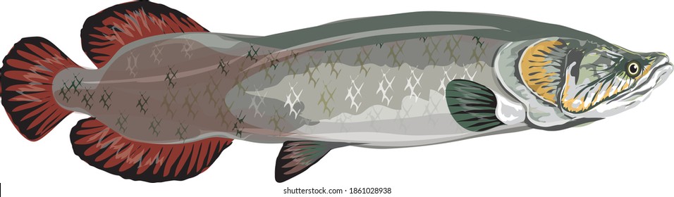 Big Arapaima Gigas, Brazil largest freshwater fish isolated - Vector