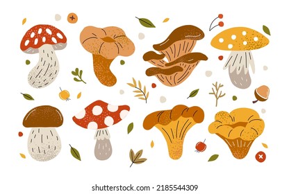 Big autumn set with mushrooms. Mushrooms are different forest. Chanterelles and fly agaric. Edible and poisonous mushrooms. Gribovnitsa and autumn recipe