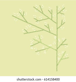 Big Bamboo Tree with White Leaves, Green Stem on Salad Green Background
