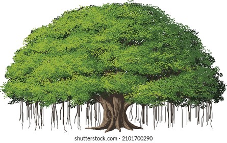 A Big Banyan Tree vector illustration