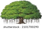 Big Banyan Tree.eps, old tree