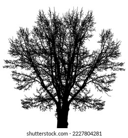 Big bare tree silhouette, many branches. Vector illustration