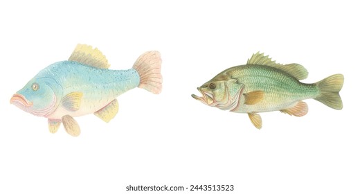 big bass fish watercolour vector illustration