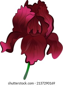 Big beautiful flower iris scarlet. Vector illustration