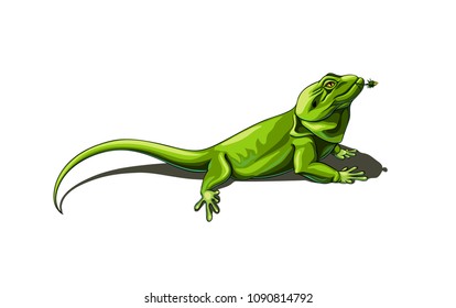 Big beautiful green lizard with a flower in its mouth