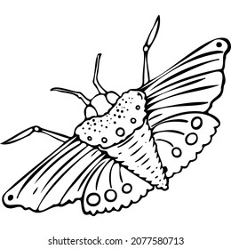 Big beautiful moth sketch vector illustration hand draw