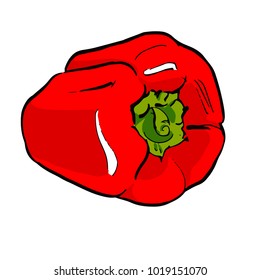Big beautiful red sweet pepper with a green peduncle. A black outline in a comic style. Hand-drawn vector illustration. Isolated on white background.