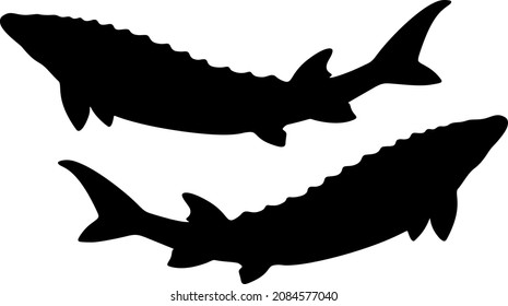 Big beautiful sturgeon. Vector image.