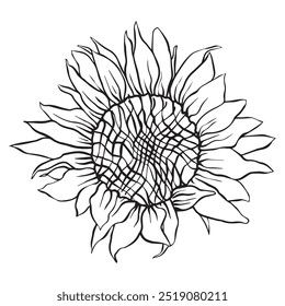 big beautiful sunflower in full bloom. illustration of a sun flower. flowers drawing with line-art on white backgrounds. Simple Design Outline Style. You can give color you like. Vector Illustration