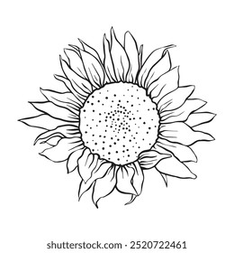 big beautiful sunflower in full bloom. illustration of a sun flower. flowers drawing with line-art on white backgrounds. Simple Design Outline Style. You can give color you like. Vector Illustration