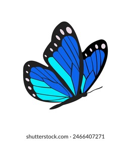 Big beautiful vector butterfly. Simple, blue elements on black wings. Isolated butterfly.