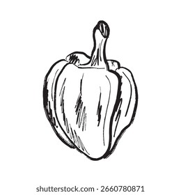 Big bell pepper design in black brush stroke texture isolated on white. Hand drawn vector sketch illustration in vintage charcoal ink. Tasty vegetable design, salad ingredient, farm, agriculture