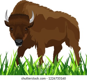 Big bison in the grass isolated on white vector concept illustration