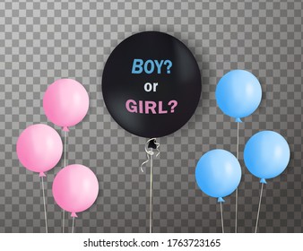 Big Black balloon with "boy or girl?" with pink, blue balloons on gender reveal party isolated on transparent background. Realistic decorative design elements. Festive background with helium balloons.