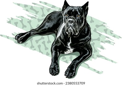 Big Black Cane Corso Dog mintiendo