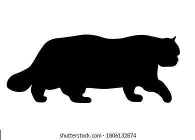 Big black cat walking on the floor, side view
