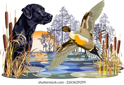 A big black dog and a duck in the reeds in the swamp