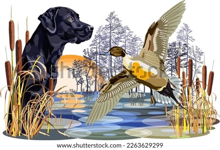 A big black dog and a duck in the reeds in the swamp